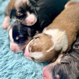 Aussiedoodle, Bordoodle, Chesapeake Bay Retriever, and English Cocker Spaniel Puppies from BFP Plantation