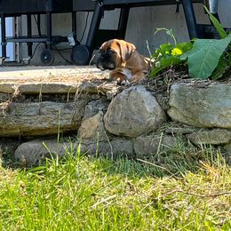 Boxer Puppies from SmashBox Kennel