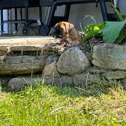 Boxer Puppies from SmashBox Kennel