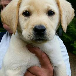 Labrador Retriever Puppies from Midnight Valley Labradors