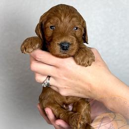 Jack - Red  male Goldendoodle puppy in Murrieta, California from Apricot Poodles & Goldendoodles, LLC