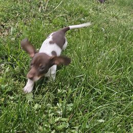 Nolla - Piebald female Dachshund puppy in Neola, Iowa from Eiram Dachshunds