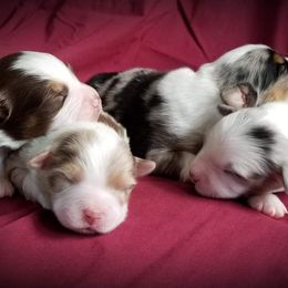 Australian Shepherd Puppies from BeachinAussies