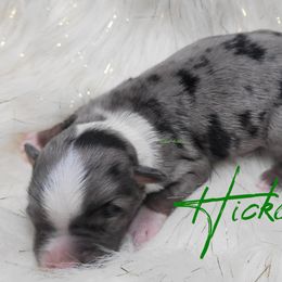 Hickory - Blue merle male Miniature Australian Shepherd puppy in Deer Park, Washington from Rodeo Aussies
