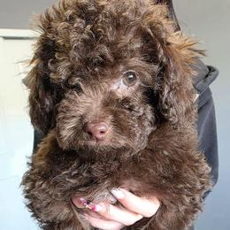 Silverado - Brown and white male Aussiedoodle puppy in Loveland, Colorado from A&L Ranch Aussiedoodles