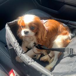 Baikal - Cavalier King Charles Spaniel