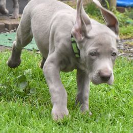 Weimaraner Puppies from Platinum Weimaraners