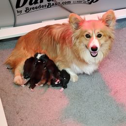 French Bulldog and Pembroke Welsh Corgi Puppies from McFadden's Corgis and Frenchies