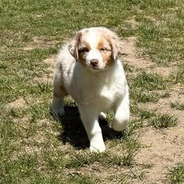 Girl 1 - Red merle female Australian Shepherd puppy in Rochester, Massachusetts from Clover Creek Aussies