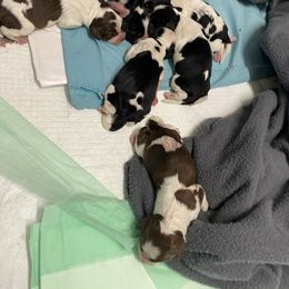 English Springer Spaniel puppies from Blackberry Pond Springer Spaniels