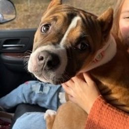 American Bully Puppies from Shooting Star Bullies