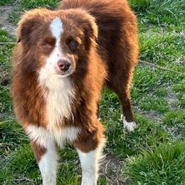 Alex - Red tri male Miniature Australian Shepherd puppy in Hokes Bluff, Alabama from Alegria Toy Aussies