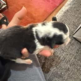 Black and white boy 1 - Black and white male Border Collie puppy in Jackson, New Jersey from NJ Bees BC