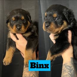 Binx - Rottweiler puppy in North Carolina from Wild Gnome Kennel