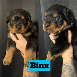Binx - Rottweiler puppy in North Carolina from Wild Gnome Kennel