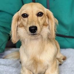 EMMA - Dachshund