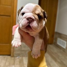 Bulldog and French Bulldog Puppies from Spot On