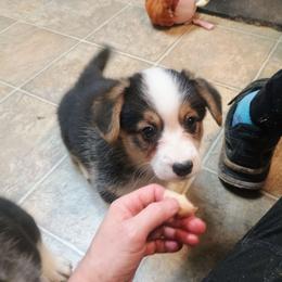 Suspense - Black and tan male Pembroke Welsh Corgi puppy in Ellensburg, Washington from Faery Mount Farm