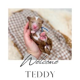 Teddy - Red  male Goldendoodle puppy in New Harmony, Indiana from Cottonwood Farms