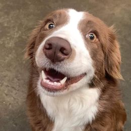 Chevy - Border Collie