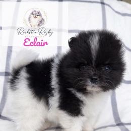Eclair - Black parti female Pomeranian puppy in Morgan, Utah from Rockstar Rigby Pomeranians