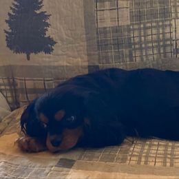 Pumpkin - Cavalier King Charles Spaniel