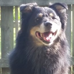 Taz - Australian Shepherd