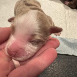 Dasher - Red merle male Toy Australian Shepherd puppy in Menan, Idaho from Teton Toy Aussies