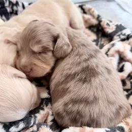Cairo Sun - Dapple male Dachshund puppy in Sacramento, California from HEFFERNAN HOUNDS