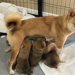 Sage - Shiba Inu