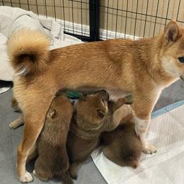 Sage - Shiba Inu