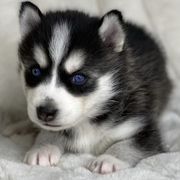 Pomsky Puppies from Brent Bauer
