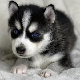 Pomsky Puppies from Brent Bauer