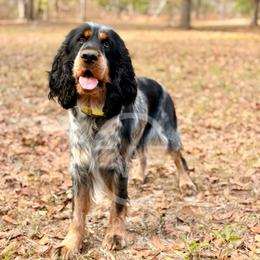 Smooch - English Springer Spaniel