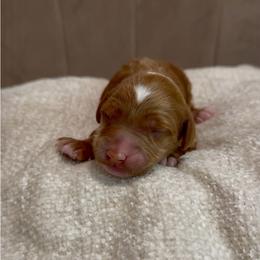 Red boy - Red  male Goldendoodle puppy in Las Vegas, Nevada from Bridges Goldendoodles