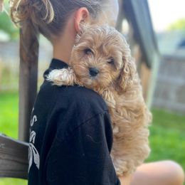 Cavalier King Charles Spaniel and Cavapoo Puppies from CK Cavaliers