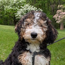 Bernedoodles from Harpers Ferry Doodles