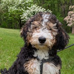 Bernedoodles from Harpers Ferry Doodles