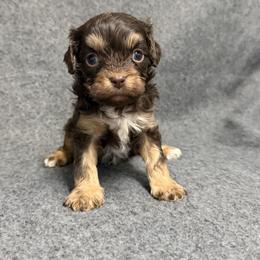 Chip - Chocolate male Cavalier King Charles Spaniel puppy in Fresno, California from CaliCavaliers