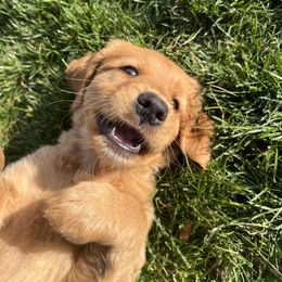 Golden Retriever Puppies from Mountain Reign Golden Retrievers