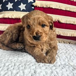 Willow - Red  female Goldendoodle puppy in Gunnison, Utah from Curls and Camo Pups