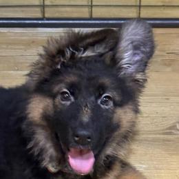 Orange - Black and red female German Shepherd puppy in Melrose, Massachusetts from Farrenhaus