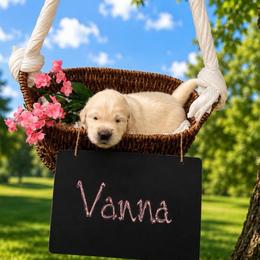 Vanna - Light golden female Golden Retriever puppy in Peoria, Arizona from Westwing Retrievers