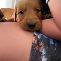 Boy 2 - Dark golden male Golden Retriever puppy in Yucaipa, California from Blessed Goldens