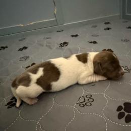 Elsa - Piebald female Dachshund puppy in Pittsburg, California from Super Hero Dachshunds