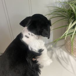 Miniature Schnauzer Puppies from Mountain Point Schnauzers