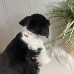 Miniature Schnauzer Puppies from Mountain Point Schnauzers