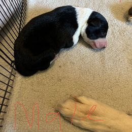 Sporty Mix Puppies from Mid TN aussies