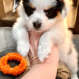 Papillon puppies from Limited Run Papillons
