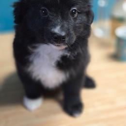 Star - Black & white female Australian Shepherd puppy in Squaw Valley, California from A&M Australian Shepherds